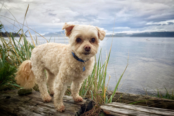 Small dog, Lucky, on a log at the beach in Campbell River